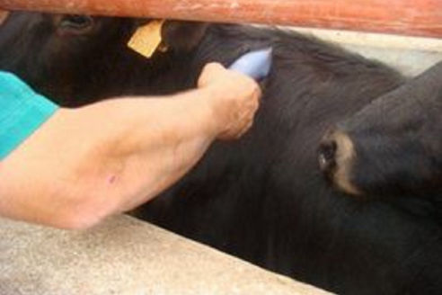 Veterinaría
